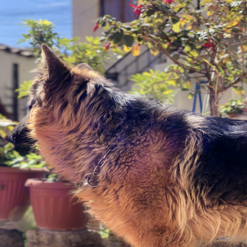 IzzyWork - Requiero Veterinario