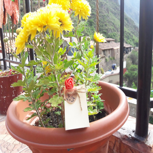 IzzyWork - MyCoya - Joyeria 950